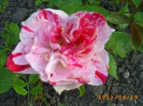garten juni 5 069.webp