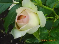 garten juni 6 017.webp