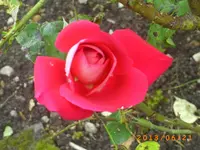 garten juni 6 019.webp