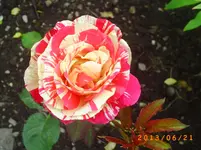 garten juni 6 021.webp