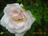 garten juni 6 025.webp