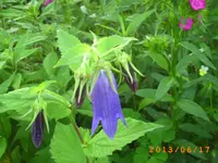 garten juni 5 018.webp