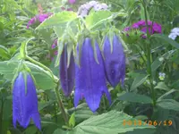 garten juni 5 053.webp