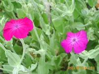 garten juni 6 006.webp