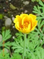 garten juni 6 011.webp