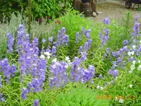 garten juni 6 014.webp
