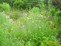 garten juni 6 023.webp