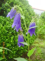 garten juni 6 026.webp