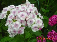 garten juni 6 027.webp