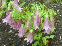 garten juni 6 032.webp