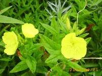 garten juni 6 037.webp