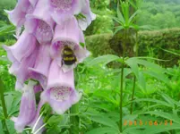 garten juni 6 040.webp