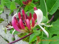 garten juni 6 044.webp