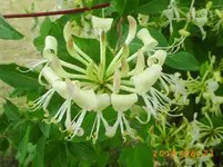 garten juni 6 046.webp
