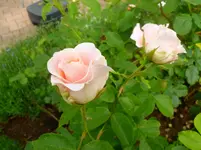 P1060690.webp