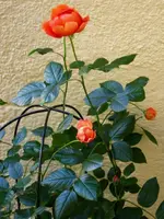 IMG_4451.webp