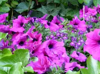 P1010021.webp