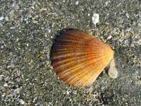 Copy of IMG_1004v.webp