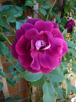 P1090904.webp