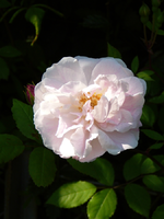 P1090907.webp