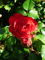 P1090908.webp