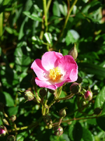 P1090910.webp