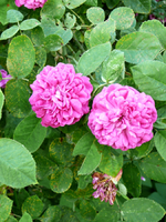 P1090916.webp