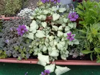 TAUBNESSEL LAMIUM NIEDRIG.webp