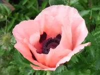 RIMG0053.webp