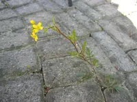 DSCN3866.webp