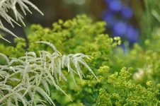 garten1.webp