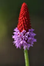 garten3.webp