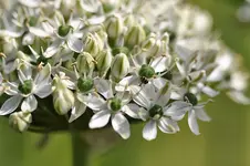 garten5.webp