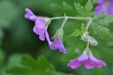 garten7.webp