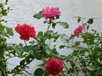 P1060778.webp