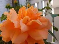 P1060645.webp