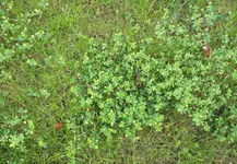 Unkraut 2 bearbeitet.webp
