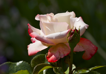 IMG_2113.webp