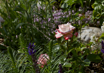 IMG_2151.webp