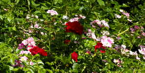 IMG_2129.webp