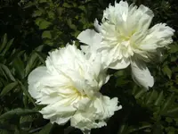 BILD2157.webp