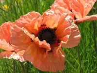 169.webp