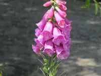 156.webp