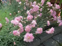 Blumen_1_IMG_0546.webp