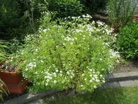 Blumen_2_IMG_0547.webp