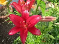 Blumen_3_IMG_0549.webp