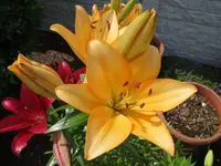 Blumen_4_IMG_0550.webp