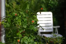 DSC_6418.2.webp