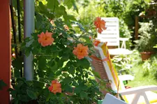 DSC_6444.2.webp