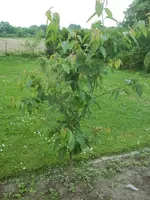 100_3555.webp